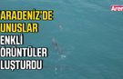 Karadeniz’de yunuslar renkli görüntüler oluşturdu