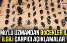 Böcekler ölüm zamanını ortaya çıkarıyor