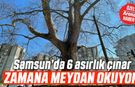 Samsun’da 6 asırlık çınar zamana meydan okuyor
