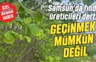 Samsun'da fındık üreticileri dertli: Geçinmek mümkün değil