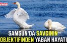 Samsun'da savcının objektifinden yaban hayatı