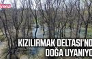 Kızılırmak Deltası’nda doğa uyanıyor