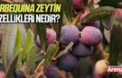 Arbequina zeytin özellikleri nedir?