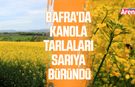 Bafra’da kanola tarlaları sarıya büründü