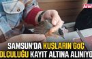 Samsun'da kuşların göç yolculuğu kayıt altına alınıyor