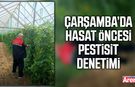 Çarşamba’da hasat öncesi pestisit denetimi