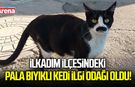 İlkadım İlçesindeki pala bıyıklı kedi ilgi odağı oldu