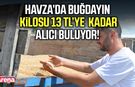 Havza’da buğdayın kilosu 13 liraya kadar alıcı buluyor
