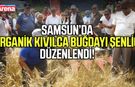 Samsun Yakakent'te organik Kavılca buğdayı hasat şenliği