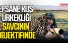 Efsane kuş urkekliği, savcının objektifinde