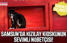 Samsun’da Kızılay kioskunun sevimli nöbetçisi!