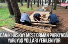Canik'te Hasköy Meşe Orman Parkı'na bakım