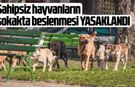 Sahipsiz hayvanların sokakta beslenmesi yasaklandı