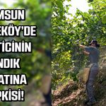 Samsun Tekkeköy'de üreticinin  fındık fiyatlarına tepkisi
