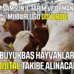 Büyükbaş hayvanlar artık dijital olarak takip edilebilecek