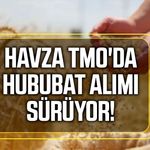 Havza TMO'da hububat alımları sürüyor