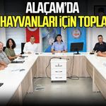 Samsun’un Alaçam İlçesinde sokak hayvanları için toplandılar