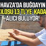Havza’da buğdayın kilosu 13 liraya kadar alıcı buluyor
