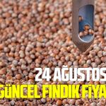 24 Ağustos 2026 güncel fındık fiyatları