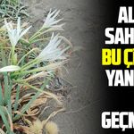 Alaçam sahilinde kum zambaklarını koparmaya ağır ceza