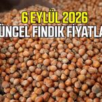 6 Eylül 2026 güncel fındık fiyatları