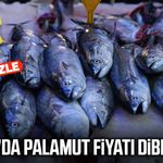 Samsun'da palamut fiyatı dibe vurdu!