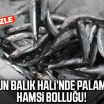 Samsun Balık Hali’nde palamut ve hamsi bolluğu!