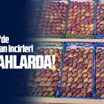 Tekkeköy'de mor patlıcan incirleri müşterilerini bekliyor