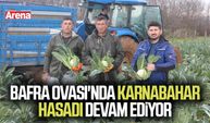 Bafra Ovası'nda karnabahar hasadı devam ediyor
