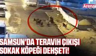 Samsun'da teravih çıkışı sokak köpeği dehşeti!