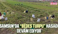 Samsun'da Bedeş turpu hasadı devam ediyor