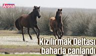 Kızılırmak Deltası baharla canlandı