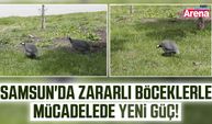 Samsun'da zararlı böceklerle mücadelede yeni güç!