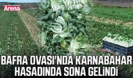 Bafra Ovası'nda karnabahar hasadında sona gelindi