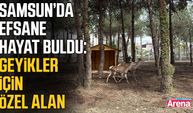 Samsun'da geyik yaşam alanı oluşturuldu