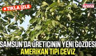 Samsun’da üreticinin yeni gözdesi amerikan tipi ceviz