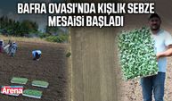Bafra Ovası'nda kışlık sebze mesaisi başladı