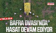 Bafra Ovası'nda hasat devam ediyor
