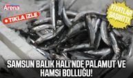 Samsun Balık Hali’nde palamut ve hamsi bolluğu!