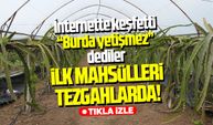 Çarşamba'da tropikal başarı: Hasada başladı