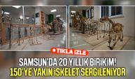 OMÜ’de 150’ye yakın hayvan iskeleti öğrencilerle buluşuyor
