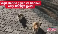 Yeşil alanda çıyan ve kediler  karşı karşıya geldi : Görüntüler güldürdü