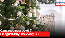 Çam ağacı nasıl büyür? Bir ağacın büyüme döngüsü