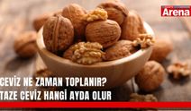 Ceviz ne zaman toplanır? Taze ceviz hangi ayda olur?