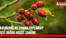 Kuşburnu ne zaman toplanır? İşte doğru hasat zamanı