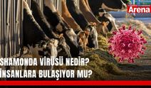 Shamonda virüsü nedir? İnsanlara bulaşıyor mu?