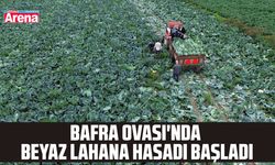 Bafra'da beyaz lahana hasadı başladı