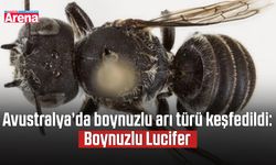 Avustralya’da boynuzlu arı türü keşfedildi: Boynuzlu Lucifer