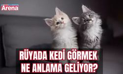 Rüyada Kedi görmek ne anlama geliyor?