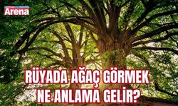 Rüyada ağaç görmek ne anlama gelir?